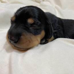 Dachshund Puppies from Desert Dachshunds