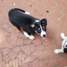 Border Collie Puppies from Soaring Borders Border Collies