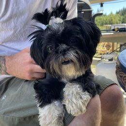 Shih Tzus from Polly Pockets Imperial Shih Tzu’s