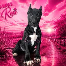 Alabama Rose - Black female Perro de Presa Canario puppy in Horizon, Texas from Mesquite Creek Kennels