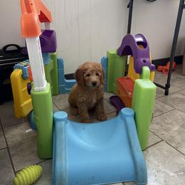 Pepsi - Apricot male Goldendoodle puppy in Sugarcreek, Ohio from True Hearted Doodles