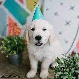 Dewbury Dream Goldens  breeder of Golden Retriever