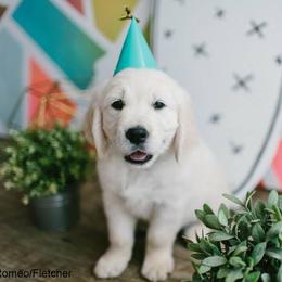 Dewbury Dream Goldens  breeder of Golden Retriever