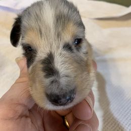 "Merle Boy #3 DOB 12/05/22" Collie Puppies from ColliesOklahoma