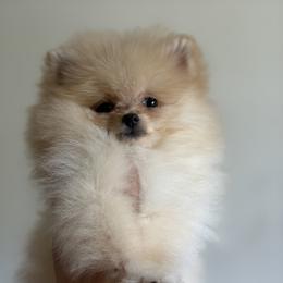 Peaches - Cream female Pomeranian puppy in Richmond, Kentucky from Pixie Dust Pomeranians