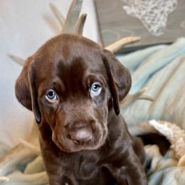 Boy 4 - Labrador Retriever puppy in West Haven, Utah from Idaho BA Labradors
