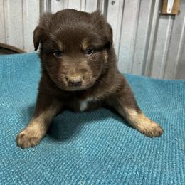 Bambi - Red & white male Australian Shepherd puppy in Whitwell, Tennessee from Owl Hollow Farm