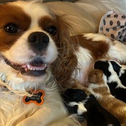 Sadie - Cavalier King Charles Spaniel