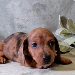 Boy 2 - Dapple male Dachshund puppy in Mt. Sterling, Illinois from Doxie Do's