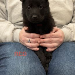 Red-Wicked Witch - Black female German Shepherd puppy in Medical Lake, Washington from Nine Realms German Shepherds