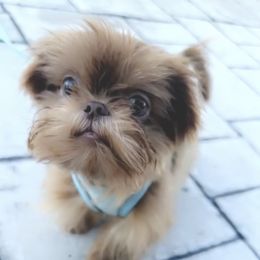 Kyomi - Lilac female Shih Tzu puppy in Taylor, Michigan from Shih Bears