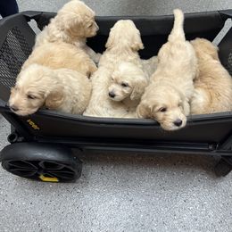 Goldendoodle Puppies from Lakes Golden Doodles