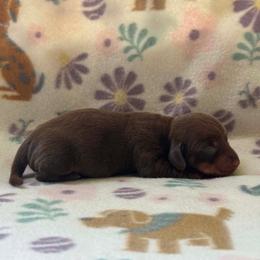 Boy 3 - Chocolate and tan male Dachshund puppy in Stilwell, Oklahoma from Orchard Dachshunds
