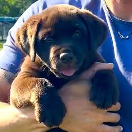 Labrador Retriever Puppies from Tru-Heart Labradors