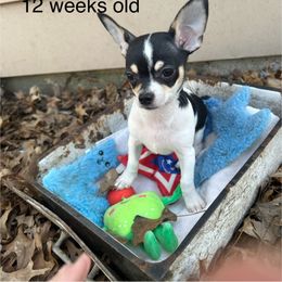 Chihuahua Puppies from My Crzy Chihuahuas