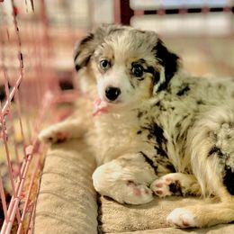 FROSTY - Blue merle Toy Australian Shepherd puppy in Syracuse, Indiana from Klenke Toy Aussies