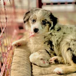 FROSTY - Blue merle Toy Australian Shepherd puppy in Syracuse, Indiana from Klenke Toy Aussies