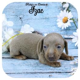 IZAC - AKC Registered - Fawn (isabella) and tan male Dachshund puppy in Graceville, Florida from Misty's 101 Doxies