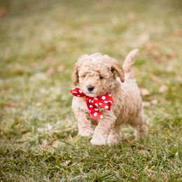 Goldendoodle Puppies from Dean Doodles