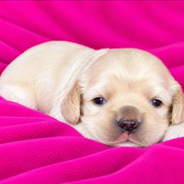Muffin - Buff female Cocker Spaniel puppy in Greers Ferry, Arkansas from Lake Area Cuddly Cockers