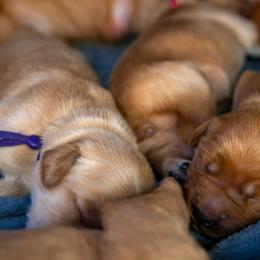 Golden Retriever Puppies from Earley Goldens