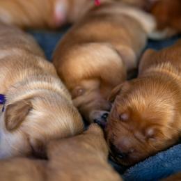 Golden Retriever Puppies from Earley Goldens