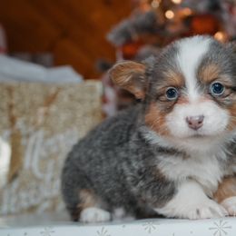 American Corgi, Pembroke Welsh Corgi, and Yorkshire Terrier Puppies from Ingram's Corgis & Yorkies