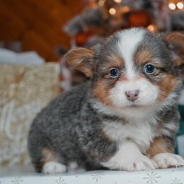 American Corgi, Pembroke Welsh Corgi, and Yorkshire Terrier Puppies from Ingram's Corgis & Yorkies