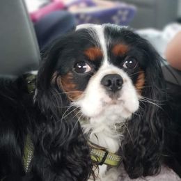 Forest - Cavalier King Charles Spaniel