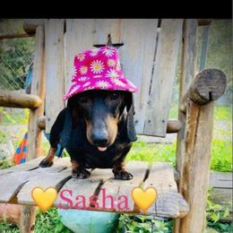 Sosha - Dachshund