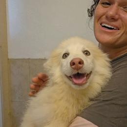 Oak (wooly) - Silver and white male Pomsky puppy in Weir, Texas from Bluebonnet Pomskies