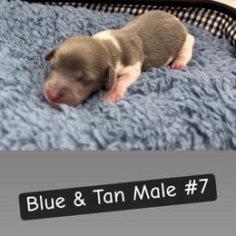 Male 7 - Blue and tan male Dachshund puppy in Scottdale, Pennsylvania from Our Sweet Dachshund Farm