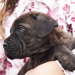 Girl 6 - Black brindle female Cane Corso puppy in Emmett, Idaho from NorthWood’s Cane Corso