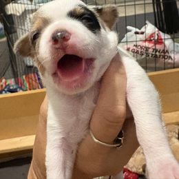 Chester - Merle male Chihuahua puppy in Canton, Texas from Heavenly Chihuahua