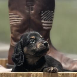 Dachshund Puppies from Coastal Bluff Pups