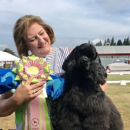 Cocker Spaniels and Shih Tzus from Newsong Cockers & Shih Tzu