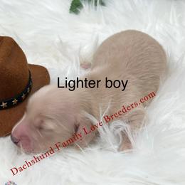 Leo - Cream male Dachshund puppy in Prescott, Arizona from Dachshund Family Love Breeders