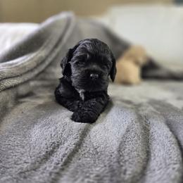 Bentley - Black male Cocker Spaniel puppy in Corcoran, California from Sweetheart Cockers