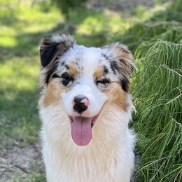 Australian Shepherd All Grown Up from Kade’s Stock Dogs