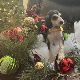 Puppy Girl 2 - Blue and cream female Afghan Hound puppy in Carlisle, Pennsylvania from Winterberry Afghan Hounds
