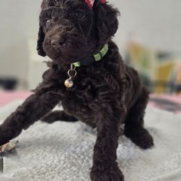 Poodle Puppies from Patitas