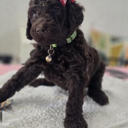 Poodle Puppies from Patitas