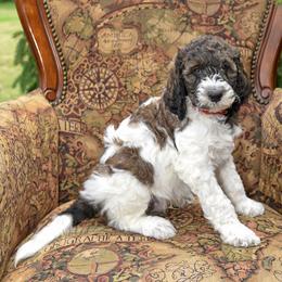 Rocky - Parti male Goldendoodle puppy in Idaho Falls, Idaho from High Quality Goldendoodles