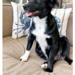 Lolo - Miniature Australian Shepherd