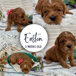 Easton - Red male Cavapoo puppy in El Dorado Springs, Missouri from Cavish's Missouri Cavaliers, Cavapoos, and Miniature Poodles