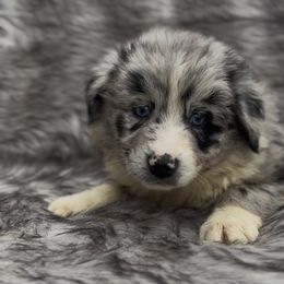 Louie V - Blue merle male Australian Shepherd puppy in Windsor, New York from Double B Aussies