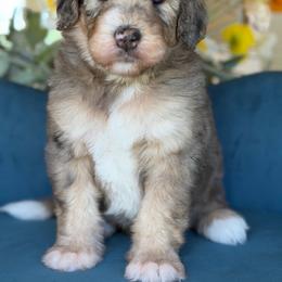 Octoman - Tri-color male Bernedoodle puppy in Yuciapa, California from AlltheDoodlez_