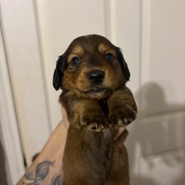 Reaper - Red male Dachshund puppy in Conroe, Texas from R&M Dachshunds