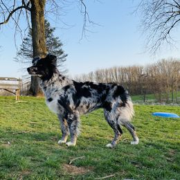 Nova  - Australian Shepherd