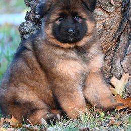 German Shepherd Puppies from German Shepherd Puppies